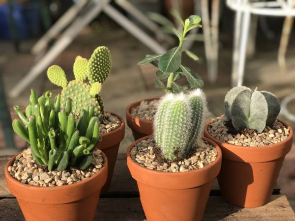 cactus in terracotta