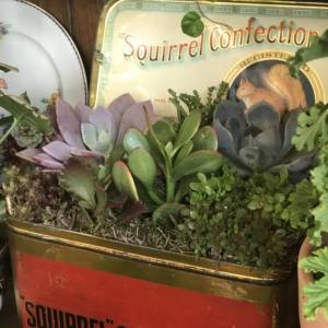 succulent plants planted in red vintage tin