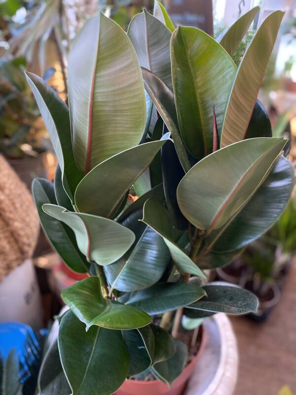 Dark glossy green leaves of the Rubber Plant. A 70s favourite also known as Ficus Elastica Robusta