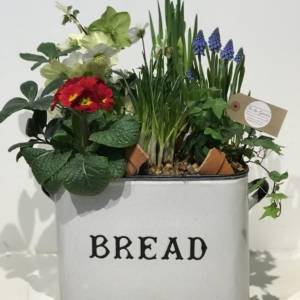 Enamel bread bin planted with spring colour and bulbs