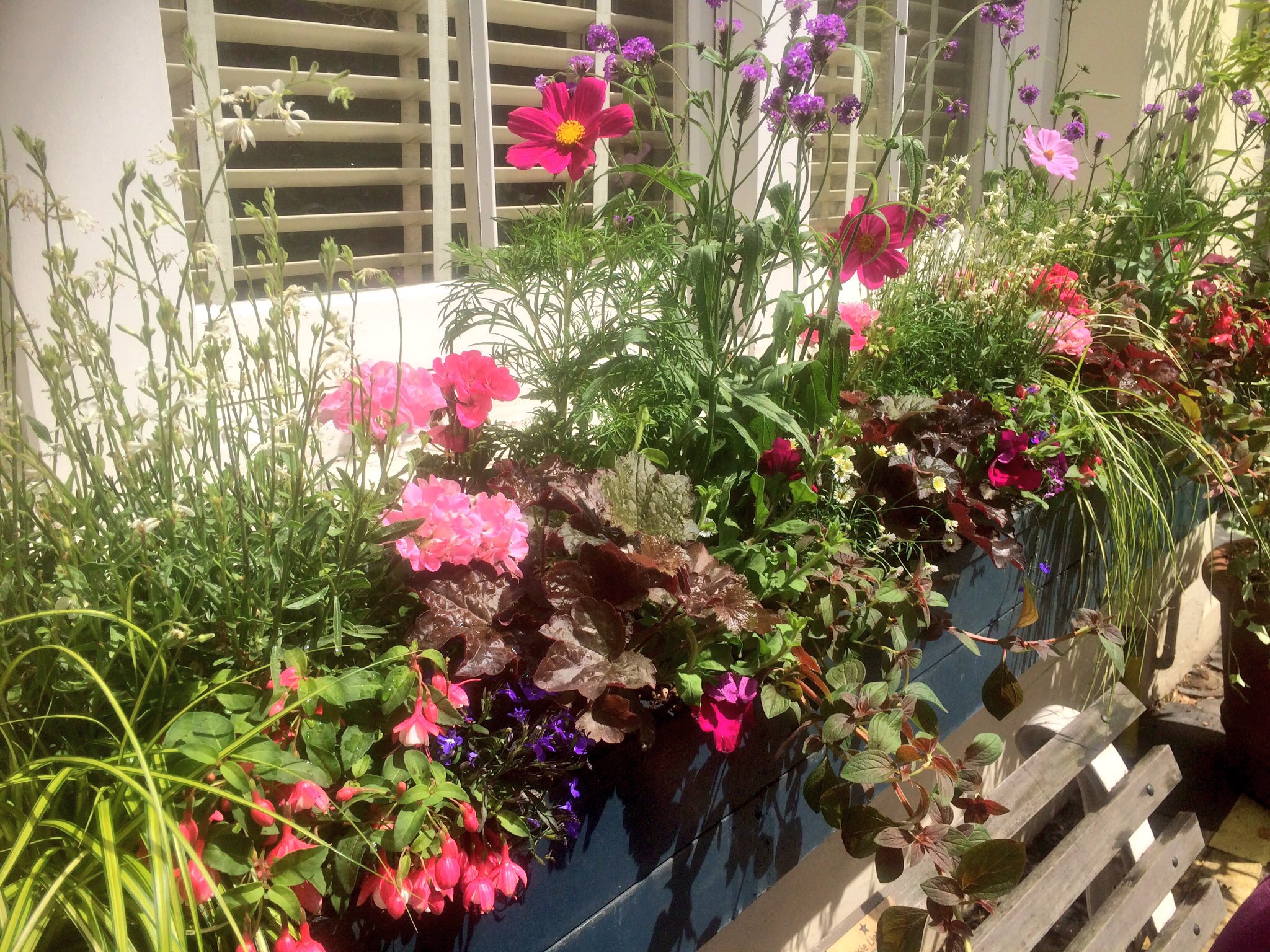 WINDOW BOXES & CONTAINER GARDENING