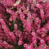 Dark pink Calluna vulgaris tray deal from independent West Hampstead plant shop. Available for delivery or collect.