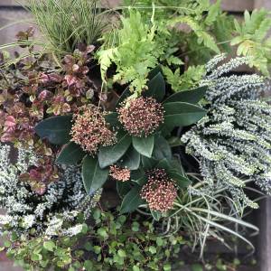 SUBTLE CONTAINER GARDENING PLANTING PLAN IN WHITE AND GREENS, MIXED SHRUBS
