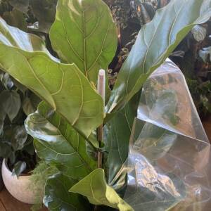 Large green spanning leaves of a stylish interior plant, the Ficus Lyrata also know as the Fiddle Leaf Fig