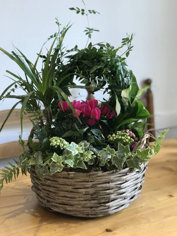 indoor gift basket with jasmine