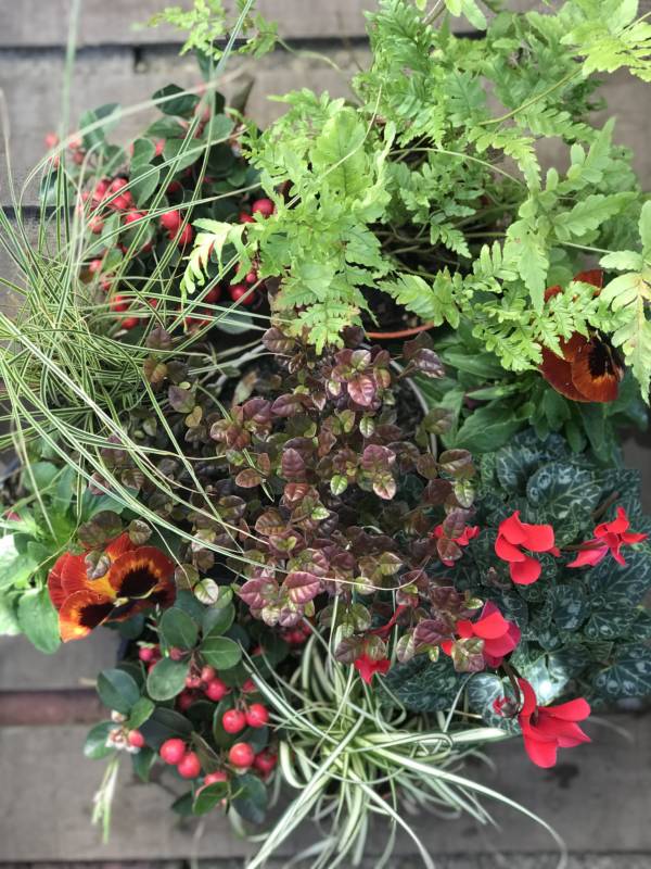 red and green window box mixed plants