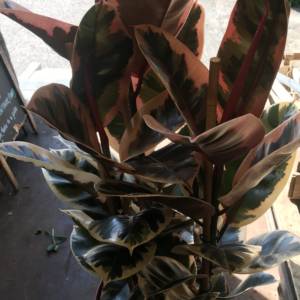 RED VARIEGATED RUBBER PLANT WITH 3 STEMS