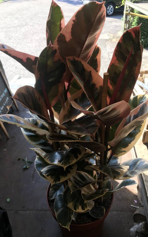 RED VARIEGATED RUBBER PLANT WITH 3 STEMS