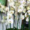 White double stemmed Phalaenopsis orchid. Indoor flowering plant