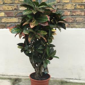 The Croton. Get an explosion of colour and feel of the tropics with this Codiaeum.