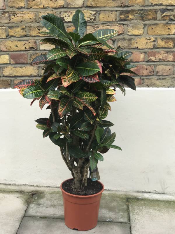 The Croton. Get an explosion of colour and feel of the tropics with this Codiaeum.