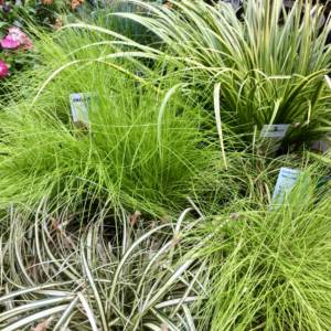 Outdoor container grasses in lime green and variegated leaf