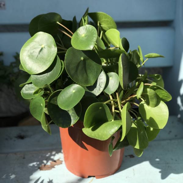LARGE CHINESE MONEY PLANT FOR SALE IN LONDON AND HERTFORDSHIRE