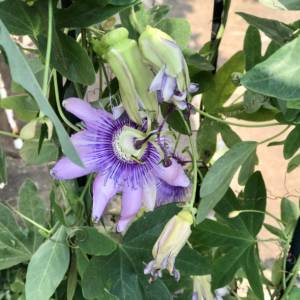 CLIMBING PLANTS. PURPLE FLOWERING PASSION FLOWER THAT IS REALLY BEAUTIFUL AND EXOTIC
