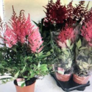 Flowering Astilbe plant in shades of pink and red