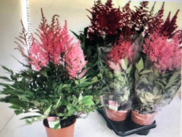 Flowering Astilbe plant in shades of pink and red