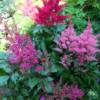 FLOWERING ASTILBE PLANT IN SHADES OF PINK AND READ. GREAT FOR A SHADIER SPOT IN THE GARDEN