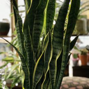 Tall and narrow Sanseveria plant. An indoor house plant otherwise know as the snake plant