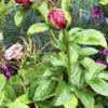 BOLD PINK PEONY PLANT IN BUD