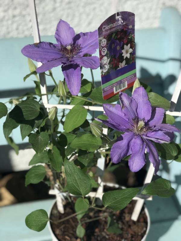 BEAUTIFUL SUMMER FLOWERING CLEMATIS IN A STONG PUPLE. BIG BLOOMS