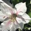 BIG WHITE CLEMATIS FLOWER WITH PINK STRIPE IN THE CENTRE OF EACH PETAL