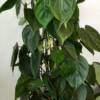 Close up of Philodendron indoor green plants. Smart and elegant leaves