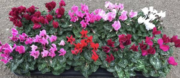 Mixed outdoor Cyclamen for sale