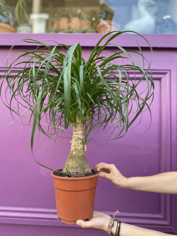 Nolina plant other known as the Ponytail Palm. For sale at 92 Mill Lane, West Hampstead, NW6 1NL