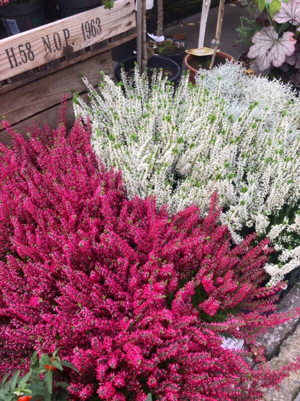 Autumn flowering pink and white heather
