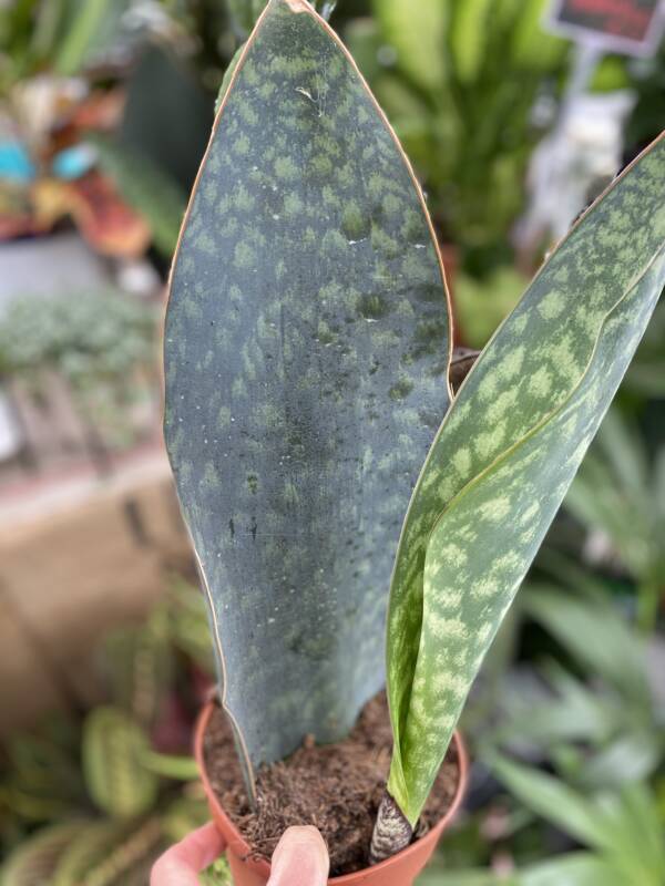 SHARK FIN SANSEVERIA FOR SALE ONLINE OR IN STORE AT 92 MILL LANE, West Hampstead NW6 1NL.PINK PLANT SHOP