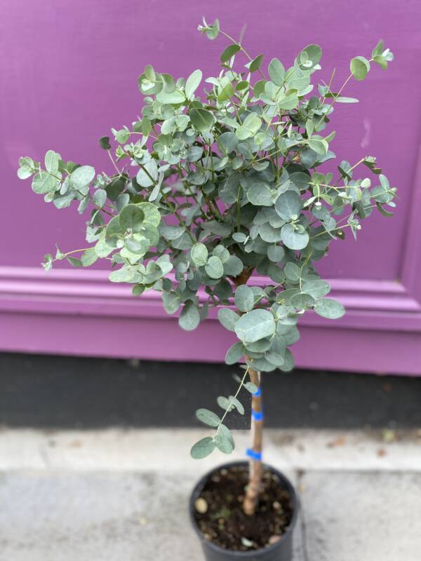 SILVER EUCALYPTUS TREE FOR SALE IN STORE AND ONLINE