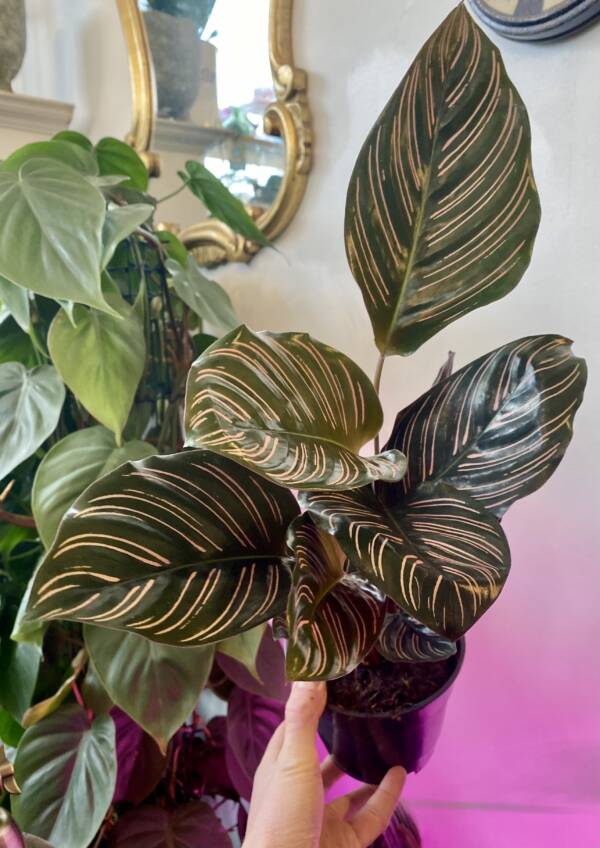 Calathea ornate is a beautiful and detailed indoor house plant. Calathea collection