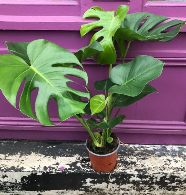 medium sized Monstera plant with lush dark green leaves spanning wide