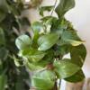 devils ivy - super easy care house plant. For sale online with In the Garden