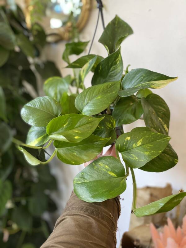 great indoor trailing plant suitable for hanging on the ceiling of off shelves