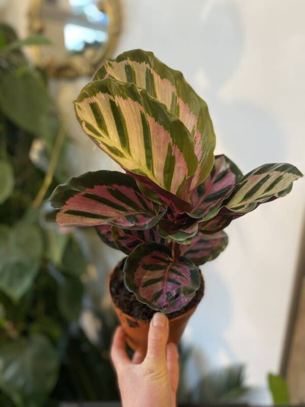 One of the most desirable indoor plants. Such beautiful and detailed foliage