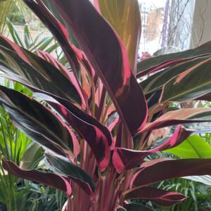 CALATHEA TRIOSTAR BRIGHT AND VIBRANT INDOOR PLANT AT LONDON PLANT SHOP IN W10 AND NW6