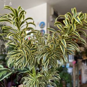 A beautiful yellow and green variegated large branching Dracaena Variety, Song of India. Available in Notting Hill, Golborne Road, Potobello and West Hampstead