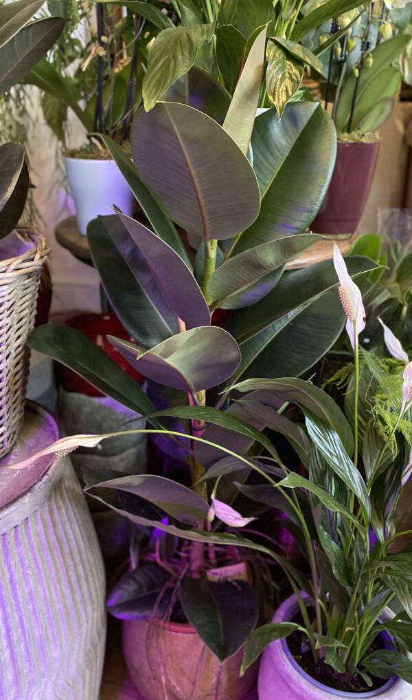 QUALITY AND HANDPICKED HOUSE PLANTS FOR SALE IN FAMILY RUN PLANT SHOP IN WEST HAMPSTEAD AND GOLBORNE ROAD