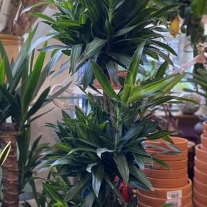 Large indoor Dracaena plant, song of Jamaica for sale in West Hampstead and North Kensington shop