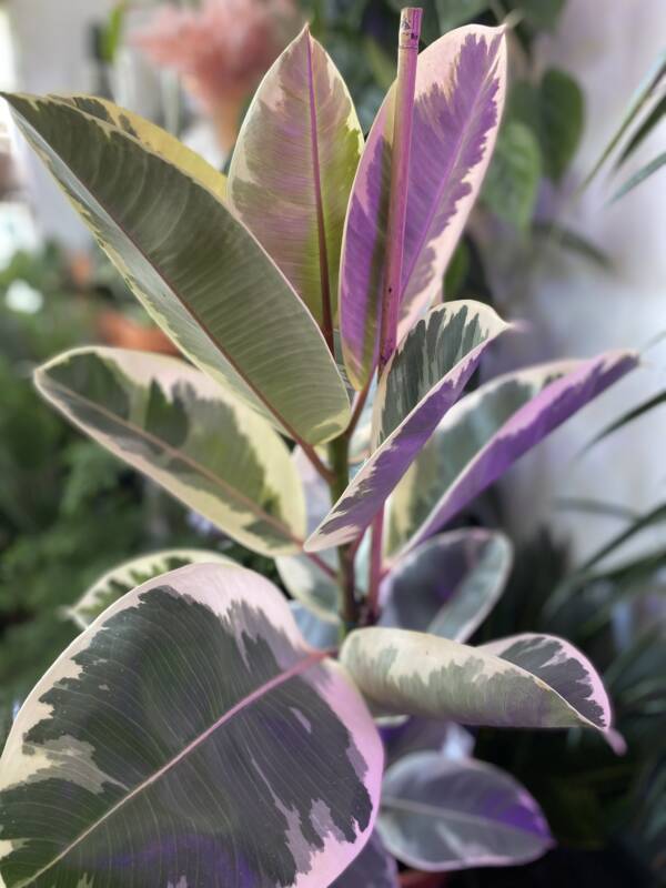 beautiful ficus tineke in west hampstead plant shop. Family business full of passion, knowledge and love for plants