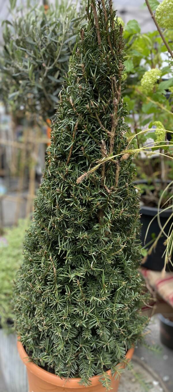 Evergreen taxus conical, garden plant for sale