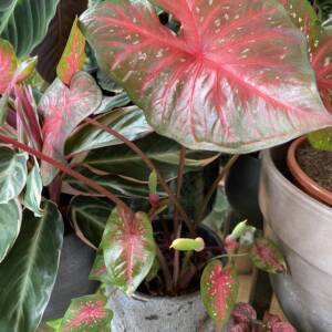 Stunning and detail rose coloured Caladium plant in a boutique plant shop in North West London. Holly and Nikki from In the Garden