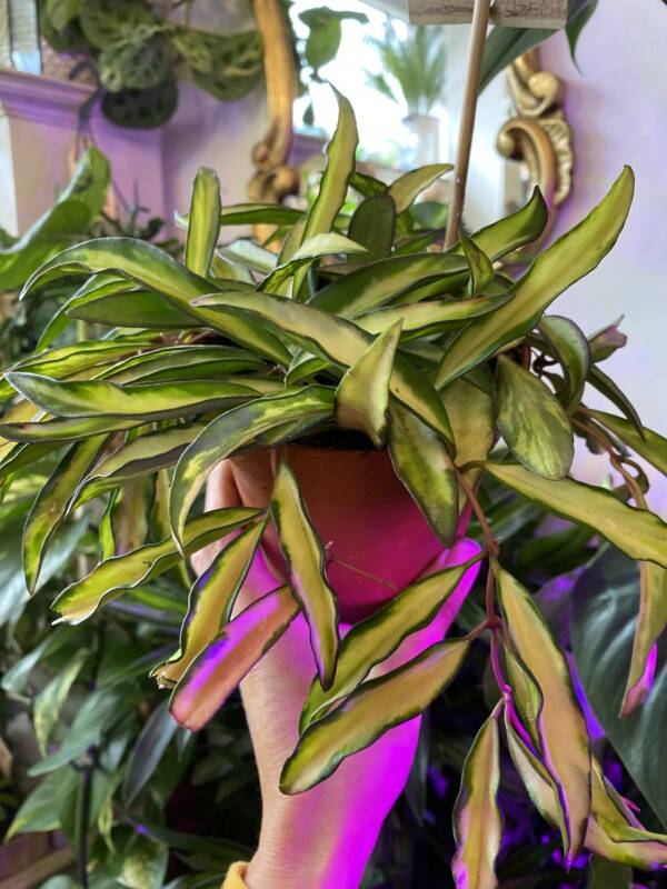 HOYA WAYETTI indoor special and multicoloured plant, perfect for very bright light