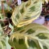 Rare indoor variegated Maranta leuconeura Kercho. A beautiful and special indoor hanging or potted plant