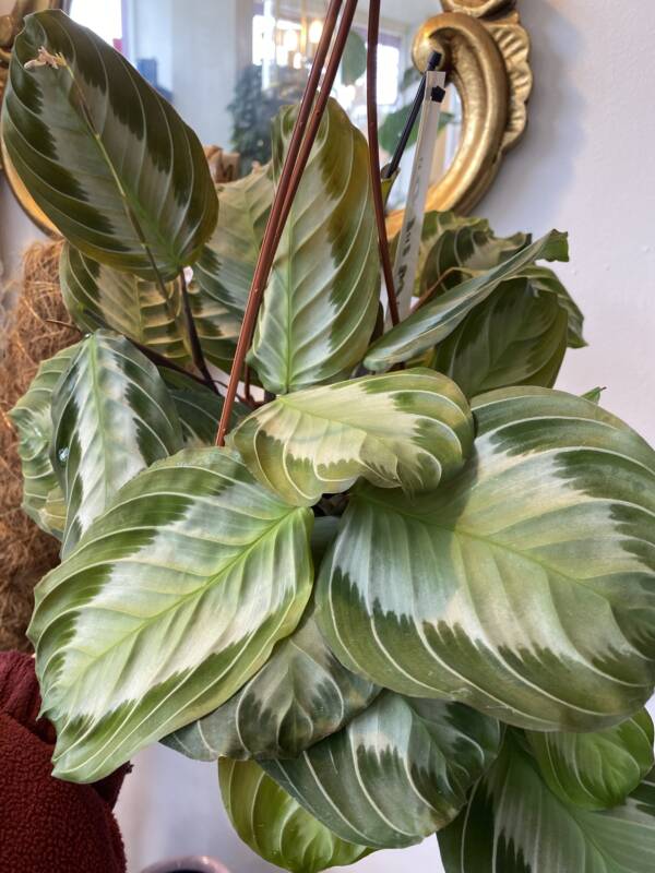 maranta silver bend, indoor house plant, beautiful foliage