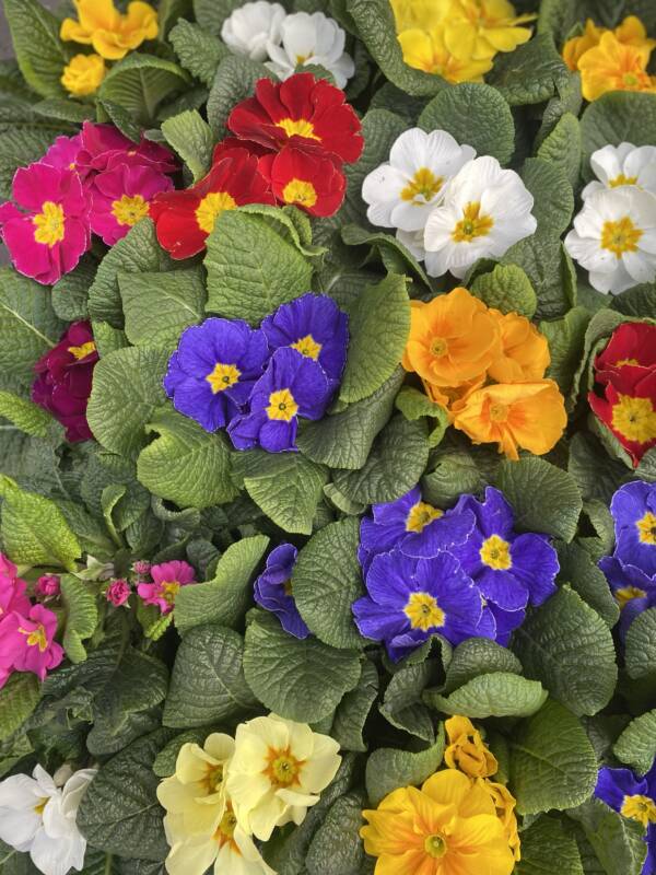 MIXED COLOUR PRIMULA. BOLD PRIMARY COLOURS FOR SALE IN PLANT SHOP WEST HAMPSTEAD