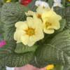 PALE YELLOW POLYANTHUS. SPRING SCENES IN LONDON